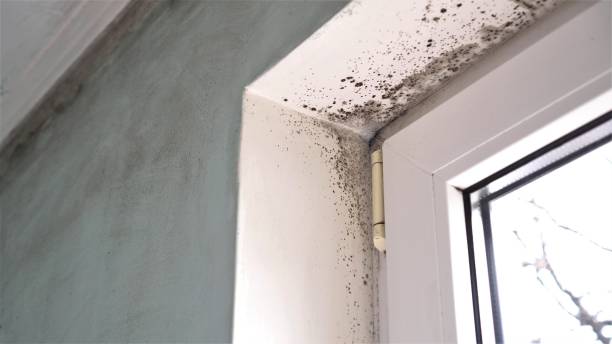 Best Post-Flood Mold Remediation in Womelsdorf, PA