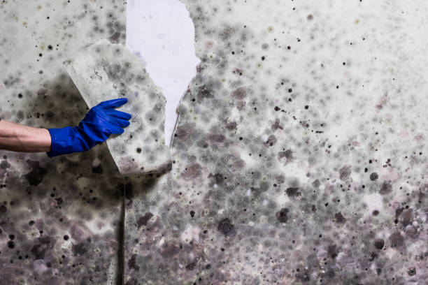 Best Mold Testing and Inspection Services in Womelsdorf, PA