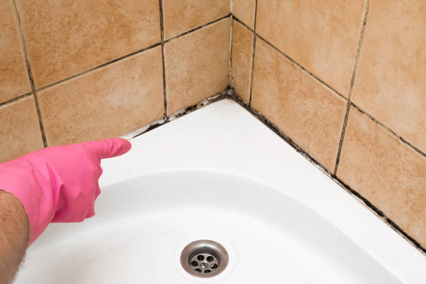 Best Preventive Mold Services in Womelsdorf, PA